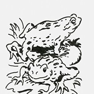 Black and white digital illustration of two toads on water lilies