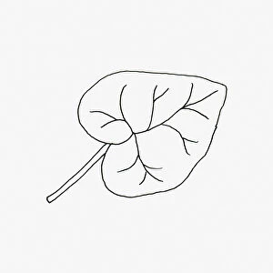 Black and white illustration of heart shaped Hedera (Ivy) leaf
