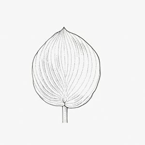 Black and white illustration of rounded form Hosta leaf