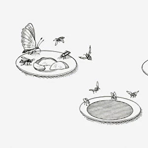 Black and white illustration of three saucers showing how different types of food attract different insects