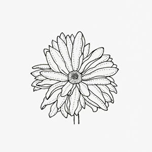 Black and white illustration of semi double Chrysanthemum flower head