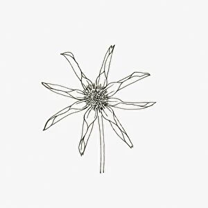 Black and White Illustration of star or single orchid Dahlia flower head