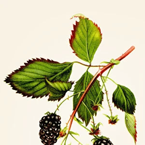 Blackberry illustration 1892