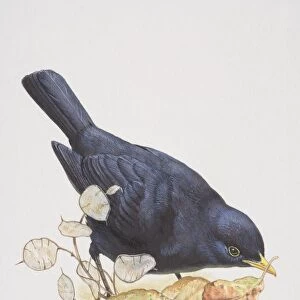 Blackbird (Turdus merula), illustration of bird with black feathers, standing amongst fallen leaves