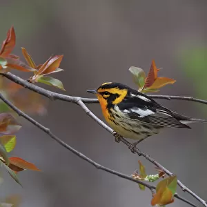 Passerines Collection: New World Warblers