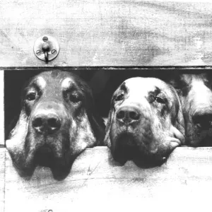 Bloodhounds