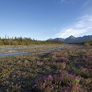 Blooming Broad-leaved Willowherb -Epilobium montanum- near subalpine creek, St. Elias Mountains behind, Kluane National Park and Reserve, Yukon Territory, Canada