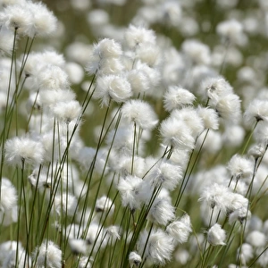 Blooming Hare s-tail Cottongrass, Tussock Cottongrass or Sheathed Cottonsedge -Eriophorum vaginatum-, Inntal, Voralpenland, Raubling, Upper Bavaria, Bavaria, Germany
