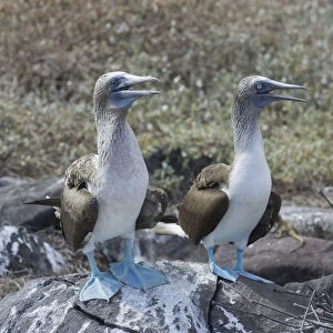 Blue-footed Boobies -Sula nebouxii-, Isla Espanola, Galapagos Islands