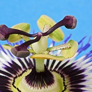 Blue Passion Flower -Passiflora caerulea-