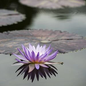Blue Pigmy -Nymphaea colorata-, water lily flower and leaves, Germany