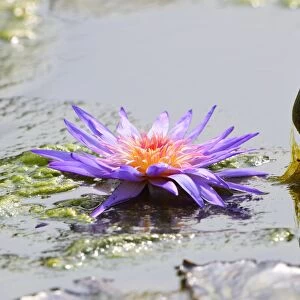 Blue Star Water Lily -Nymphaea stellata-, Baden-Wurttemberg, Germany