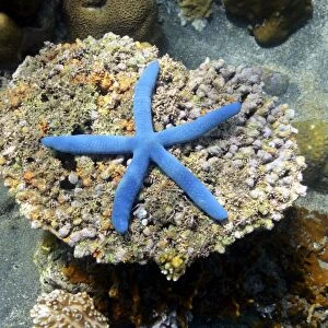 Blue Starfish -Linckia laevigata-, North Bali, Bali, Indonesia