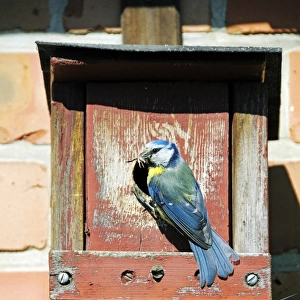 Blue Tit -Cyanistes caeruleus, Syn. Parus caeruleus-, with caught insect at the hole of a nesting box, Poel Island, Mecklenburg-Western Pomerania, Germany, Europe