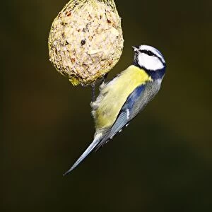 Blue Tit -Parus caeruleus- hanging from a fat ball