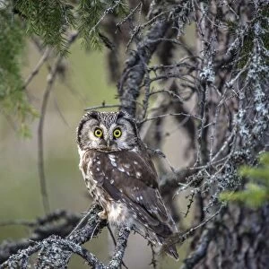 Boreal Owl or Tengmalms Owl -Aegolius funereus-, Kuusamo, Finland