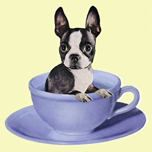 Boston Terrier in a Coffee Cup