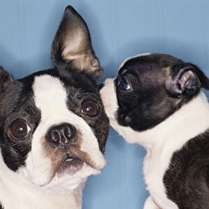 Boston Terrier dogs telling secrets