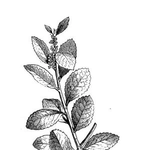 Botany plants antique engraving illustration: Yerba mate, Ilex paraguariensis
