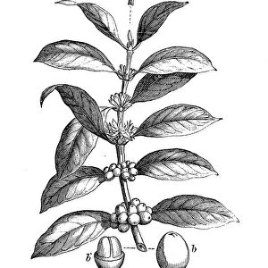 Botany plants antique engraving illustration: Coffea arabica, Arabian coffee