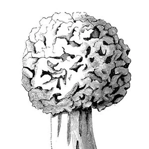 Botany plants antique engraving illustration: Morel, Morchella Esculenta