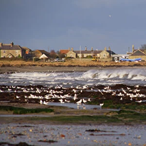 Northumberland Jigsaw Puzzle Collection: Boulmer