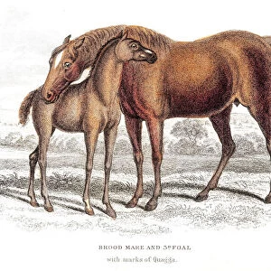Brood mare horse and foal 1841