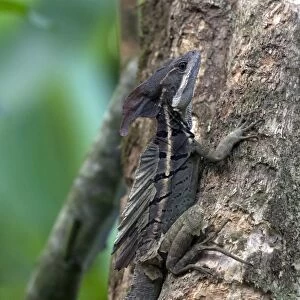 Brown Basilisk or Striped Basilisk -Basiliscus vittatus-, Sierpe, Puntarenas Province, Costa Rica, Central America