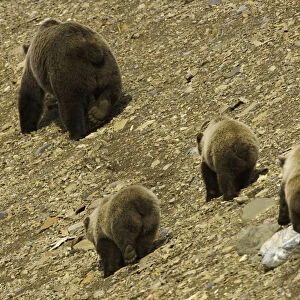 Brown bear (Ursus arctos) and three cubs on shingle scree, rear view