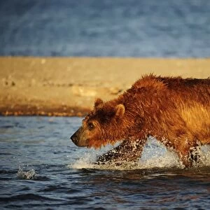 Brown Bear -Ursus arctos- hunting for salmon in the water, Kurile Lake, Kamchatka Peninsula, Russia