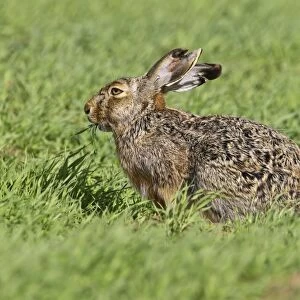 Brown hare -Lepus europaeus- sitting in grass, Burgenland, Austria, Europe