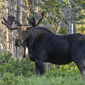 Bull moose ( Alces Alces) standing in forest, Alta, Utah, USA