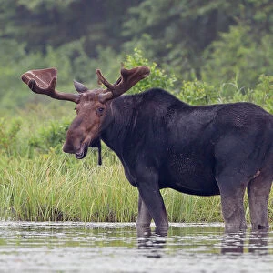 Bull moose in the marsh