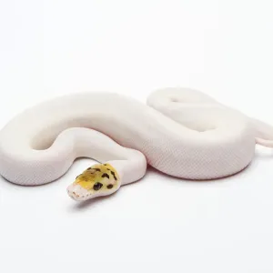 Bumble Bee Piebald Ball Python Print Bumble Bee Piebald Ball Python Print