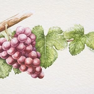 Bunch of purple Gewurztraminer grapes on vine