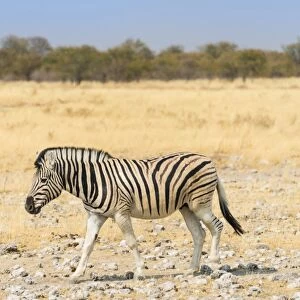 Burchells Zebra -Equus burchellii- walking through dry steppe, Etosha National Park, Namibia