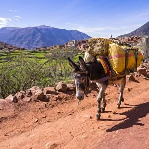 Burro or pack mule carrying a heavy load on a path in the Atlas Mountains, mud-brick village of Anammer at the back, Ourika Valley, Marrakech-Tensift-Al Haouz, Morocco