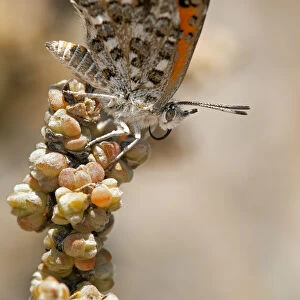 Butterfly of the South African species of the genus Aloeides, Knersvlakte, Western Cape, Namaqualand, South Africa, Afirca