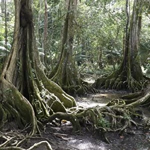 Buttress roots, Dragonsblood Tree -Pterocarpus officinalis-, Punta Uva, Puerto Viejo Costa Rica, Central America