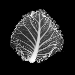 Cabbage leaf, X-ray