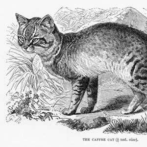 Caffre cat engraving 1894
