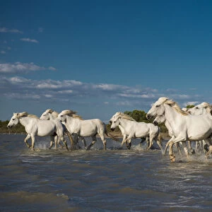 Camargue horses trotting through water, Camargue, Southern France, France