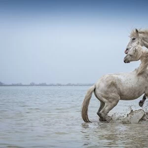 Camargue Horses - Two white Camargue Stallions play flighting in water, Camargue region, France