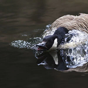 Canada Goose -Branta canadensis- displaying threatening behavior, Naturpark Arnsberger Wald, Sauerland, North Rhine-Westphalia, Germany