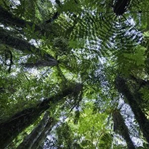 Canopies of ponga trees, New Zealand