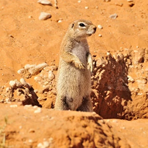Cape Ground Squirrel (Xerus inauris) in the Kgalagadi Transfrontier Park, Kalahari, South Africa, Africa