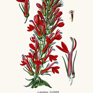Cardinal flowers