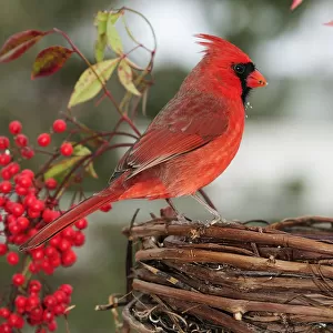 Cardinal perched on grapevine basket