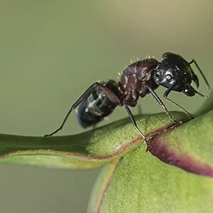 Carpenter Ant on a Peony
