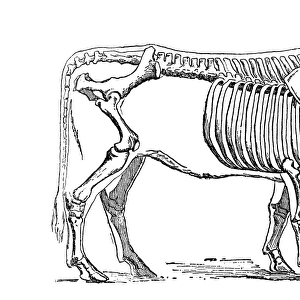 Cattle skeleton